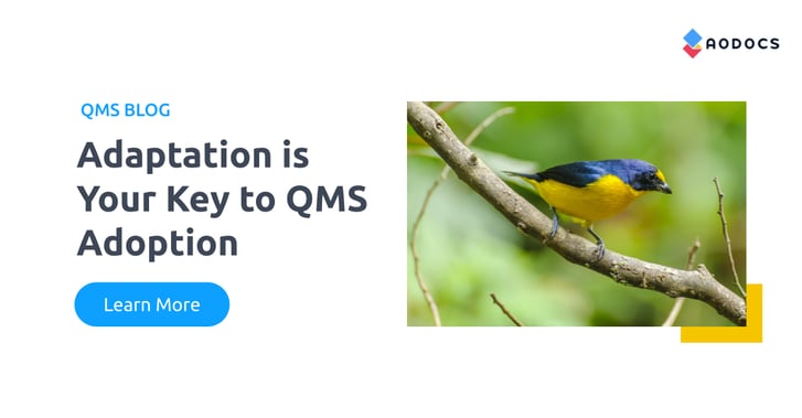 Adaptation is Your Key to QMS Adoption